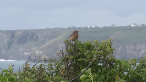 Una-Hembra-De-Tarabilla,-Saxicola-Rubicola,-En-Un-Seto-Cerca-Del-Mar.