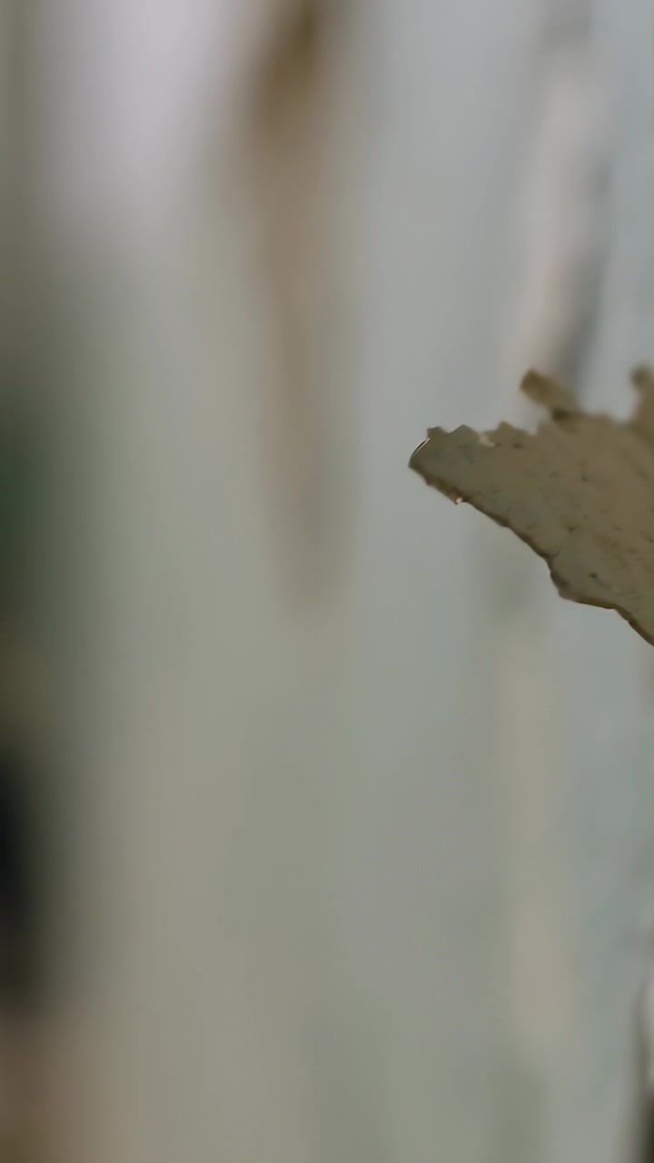 Vertical video: Aging paint causing flake peeling off worn wall with streaks, copy space