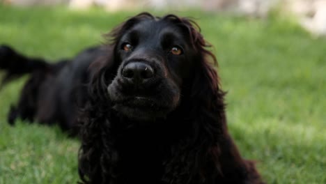 zwarte springer spaniel blaft en kijkt naar de camera terwijl ze op het gras ligt en met haar staart wiegt