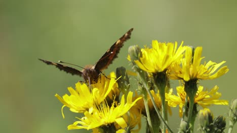 Small-tortoiseshell-butterfly-(Aglais-urticae,-Nymphalis-urticae)-is-a-colourful-Eurasian-butterfly-in-the-family-Nymphalidae.-It-is-a-medium-sized-butterfly-that-is-mainly-reddish-orange.