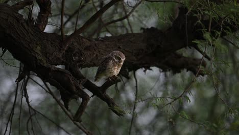 Gefleckte-Eule-Auf-Der-Suche-Nach-Beute,-Die-Auf-Einem-Baum-Sitzt