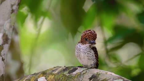 un martín pescador de árboles y una de las aves más hermosas que se encuentran en tailandia dentro de las selvas tropicales