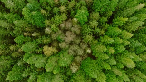 vertical, slowly spinning, drone shot of pine trees, and deciduous trees, seen from above and from a low height which makes the perspective look somewhat unusual