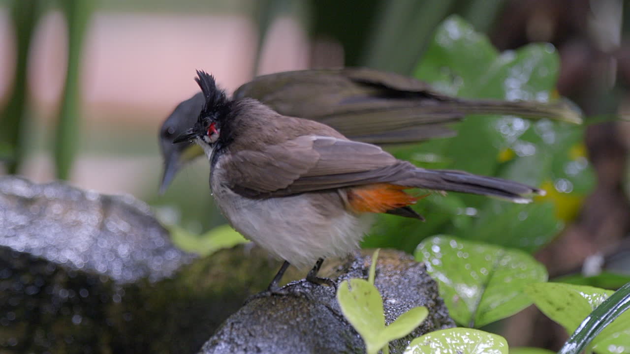 un bulbul de bigotes rojos está secando sus plumas