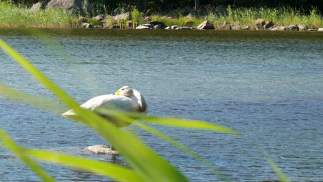 beautiful swan resting on rock in the water, slow motion 4k