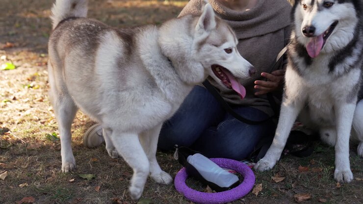 Proprietaria di animali domestici con i suoi cani