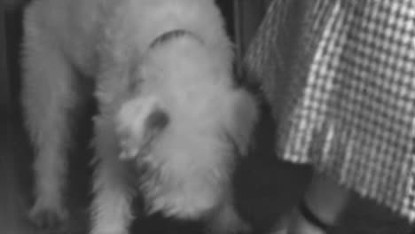 el fox terrier de alambre disfruta de un gran plato de comida en casa