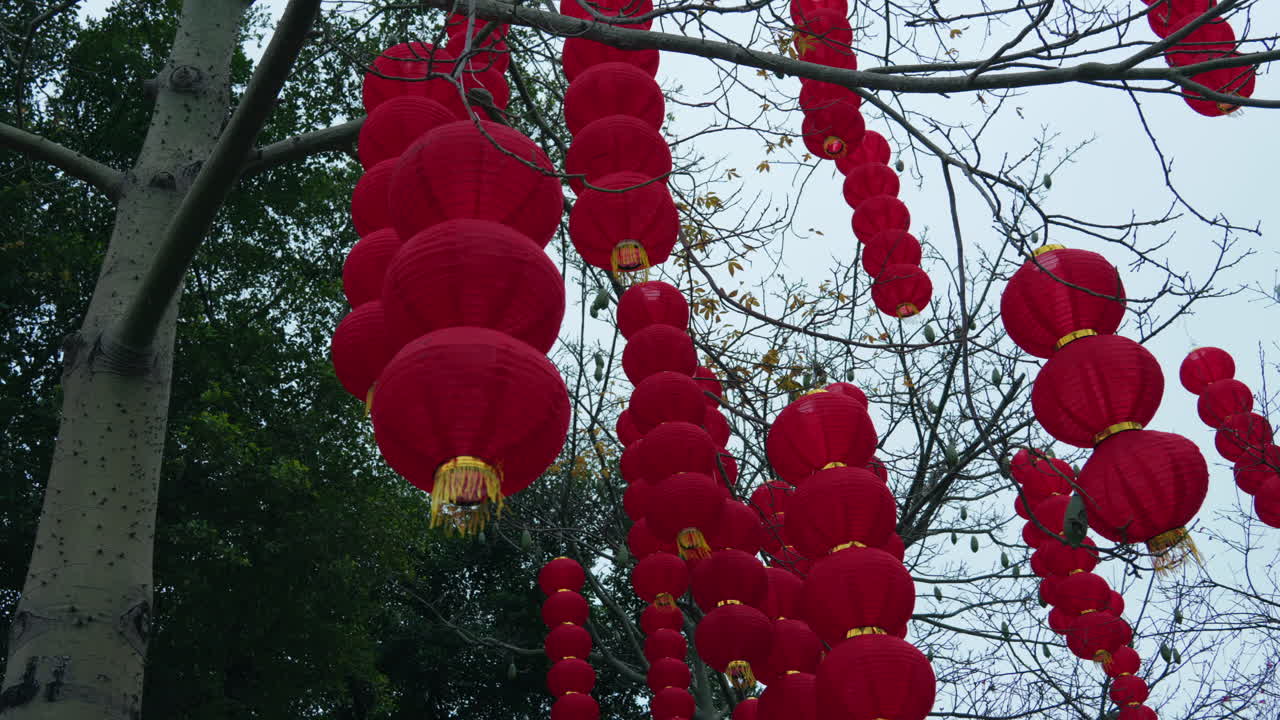 Red lantern clusters adorn bare tree branches under overcast skies, festive traditional ambiance.
