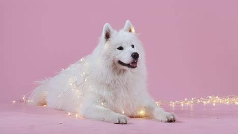 white samoyed dog with christmas lights on pink background