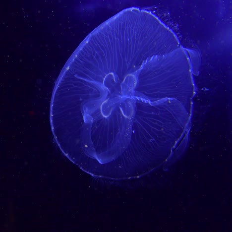 Blue-jellyfish-float-in-the-ocean-2