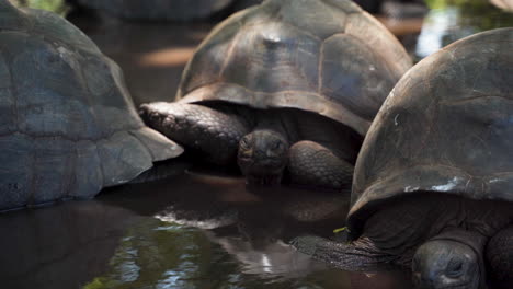 giant tortoises lying motionless in water, resting in shade, close up