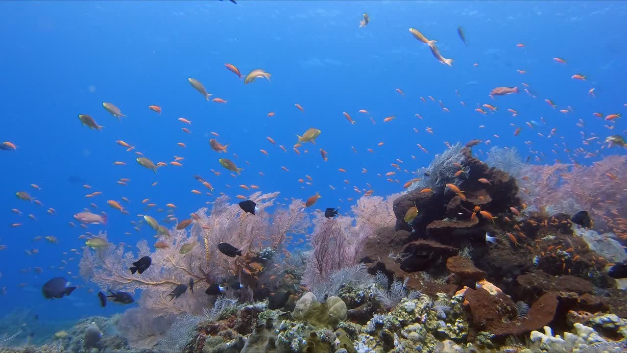pequeños peces tópicos que luchan contra una fuerte corriente sobre un colorido arrecife de coral