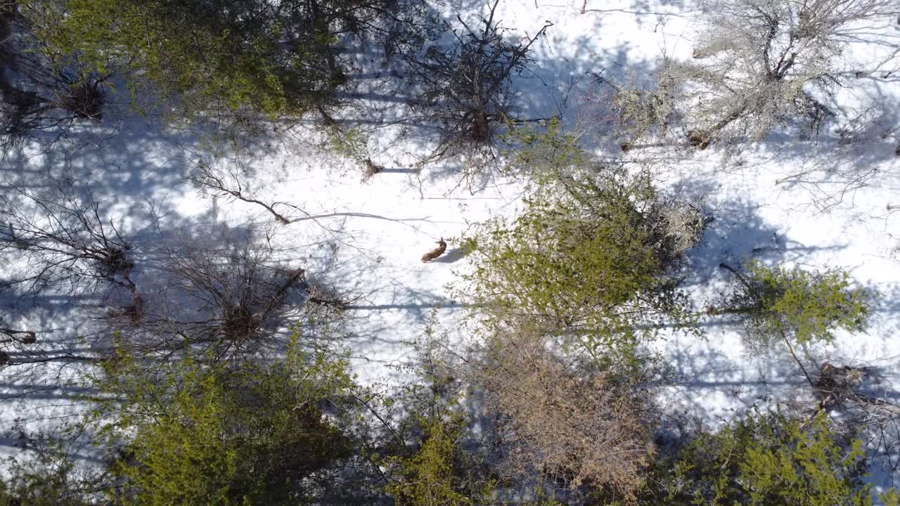 A moose walking through the snow-covered forest in Maniwaki, Québec, Canada