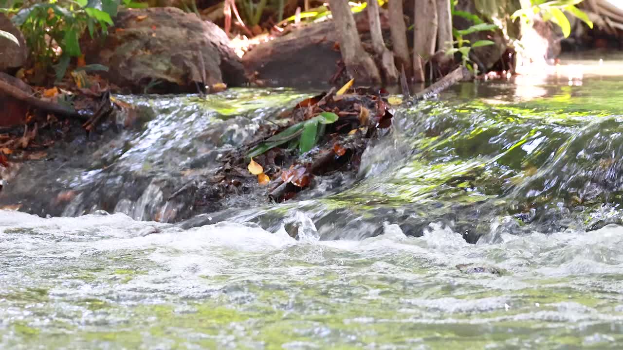 un suave arroyo que fluye sobre las rocas en un exuberante parque de bangkok
