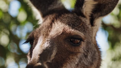 close-up of a kangaroo's face