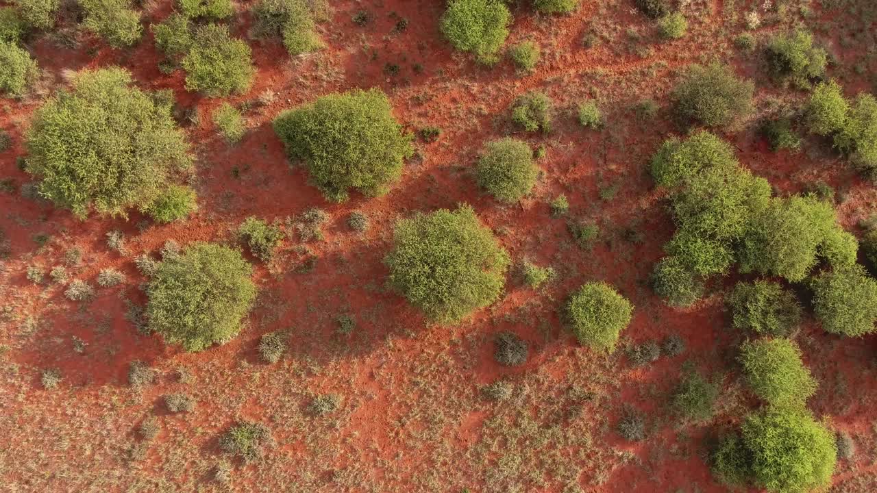 vista aérea de árboles espinosos en la árida y arenosa región de kalahari del cabo norte, sudáfrica