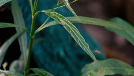 Ein-Paar-Asiatische-Papierwespen-Landen-Auf-Einem-Pflanzenblatt-In-Einem-Thailändischen-Garten---Nahaufnahme