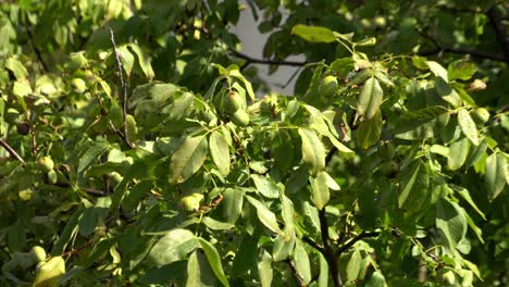 walnut branches sway in the wind 02