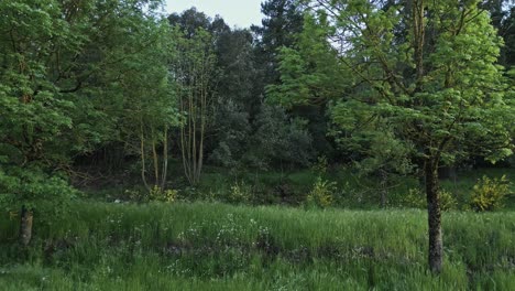 sunlight filters through the leaves of a solitary tree standing in a vibrant green meadow, bordering a dense forest, its branches swaying gently in the breeze