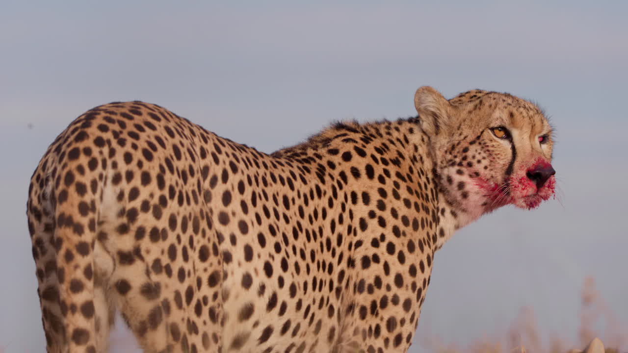 Close up shot of a cheetah's body crouching to devour a kill