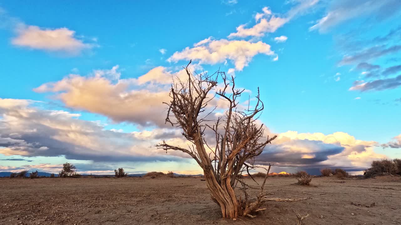 De verdroogde overblijfselen van een dode boom in de Mojavewoestijn tijdens een kleurrijke en dramatische zonsondergang - timelapse