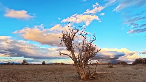 the dried bones of a dead tree in the mojave desert during a colorful and dramatic sunset - time lapse