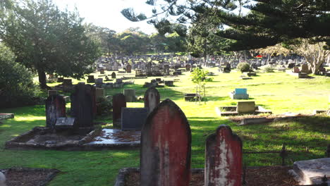 Drone-shot-sliding-right-past-gravestones-as-dogs-run-and-play-amongst-the-tombs-in-a-cemetery-on-a-sunny-day