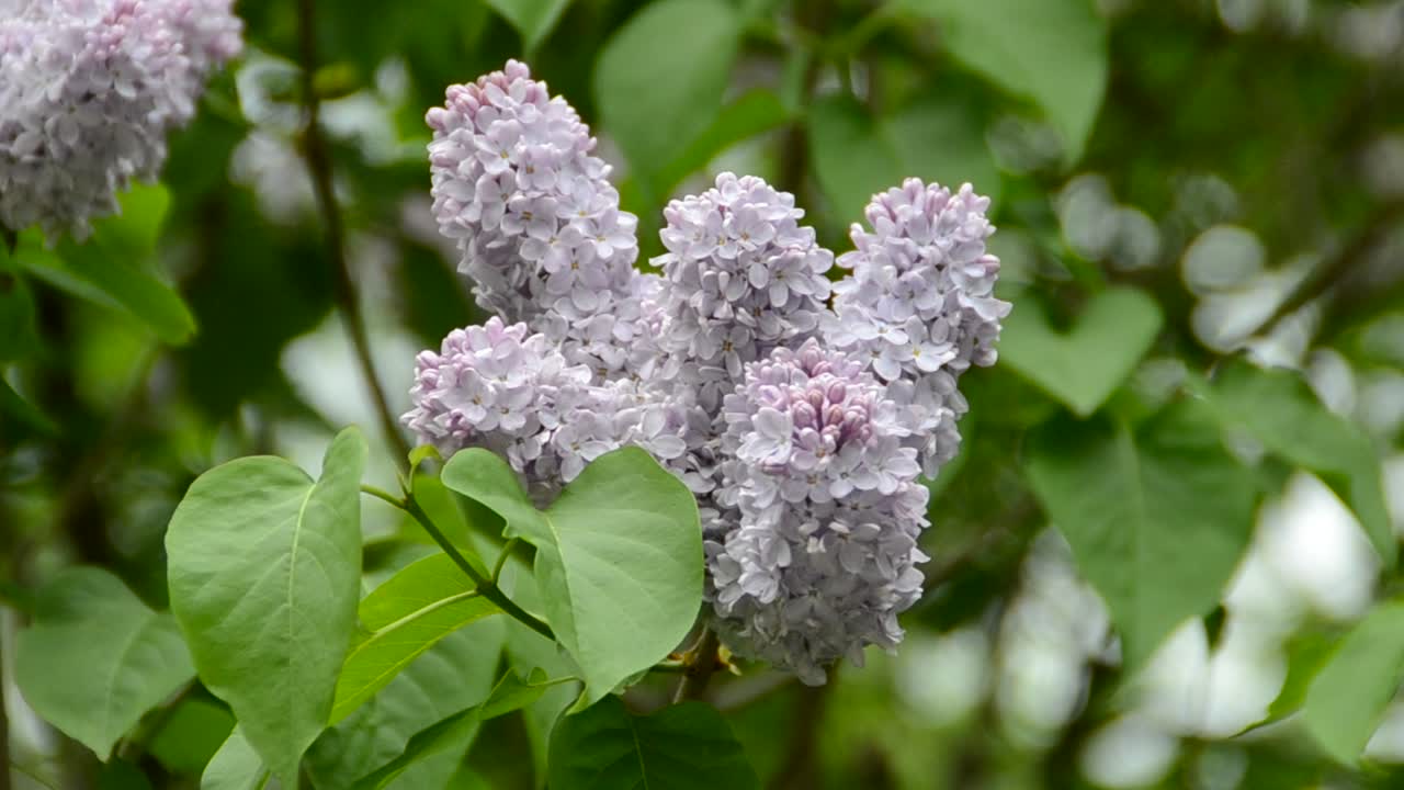 Mazzo di fiori di lillà viola