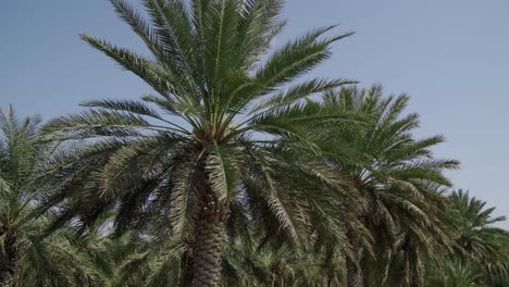 rows of date palm trees during summertime on a rural farm. - pov