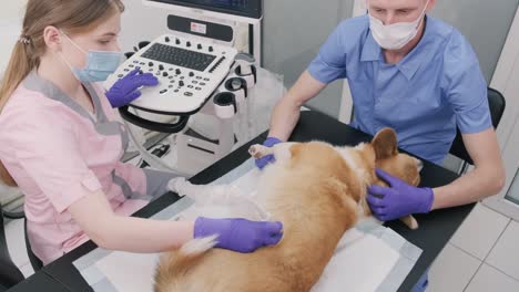 veterinarian team examines the corgi dog using ultrasound
