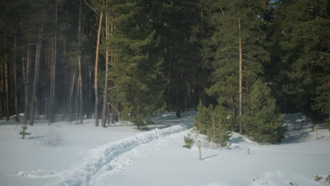 moving train passes snowy forest edge as camera tilts upward, packed footpath curves through snow, tall pine trunks rise with green crowns under blue sky, sun flickers between branches