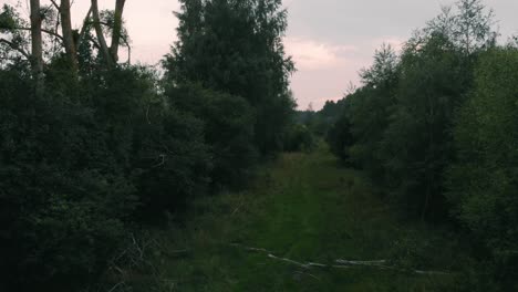 Blick-Auf-Einen-Pfad-Zwischen-Bäumen-Und-Sträuchern-In-Kolbudy,-Kaszubia,-Pommern,-Polen