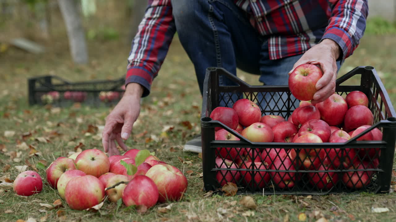 Unrecognized male putting ripe red from the pile to the box. Sorting out the fruit after harvesting.
