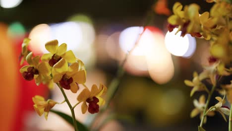 a serene video showcasing vibrant orchids with a blurred, colorful background, highlighting their delicate beauty and tranquil ambiance