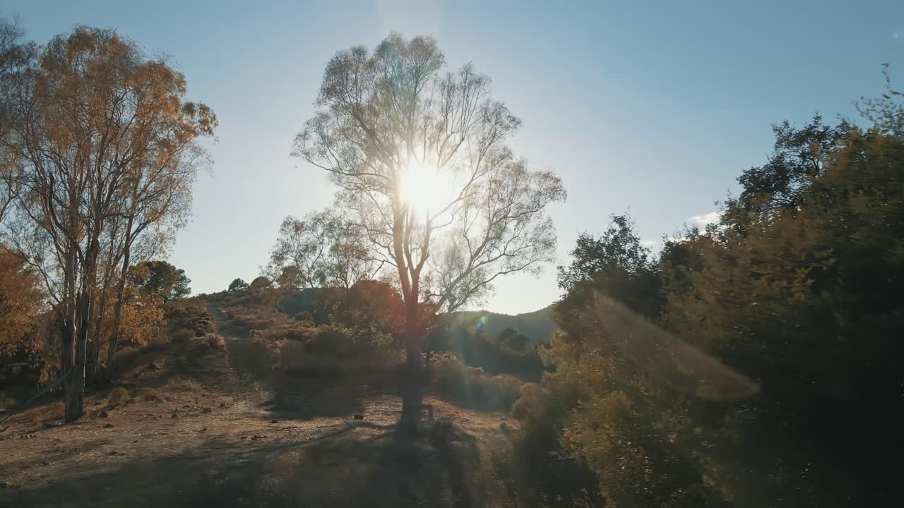 Aerial reveal of forest trees during sunset trucking left