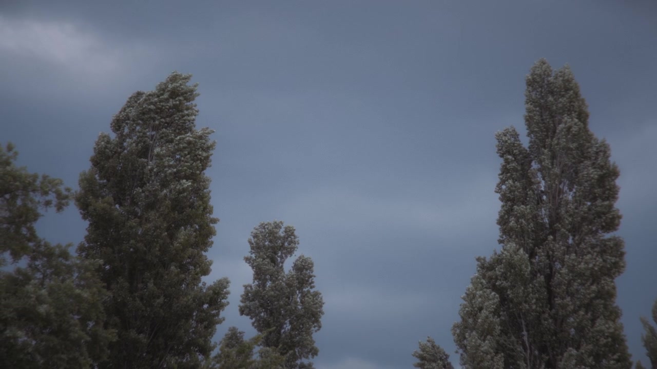 Alberi alti che ondeggiano con vento forte sotto un cielo scuro e tempestoso