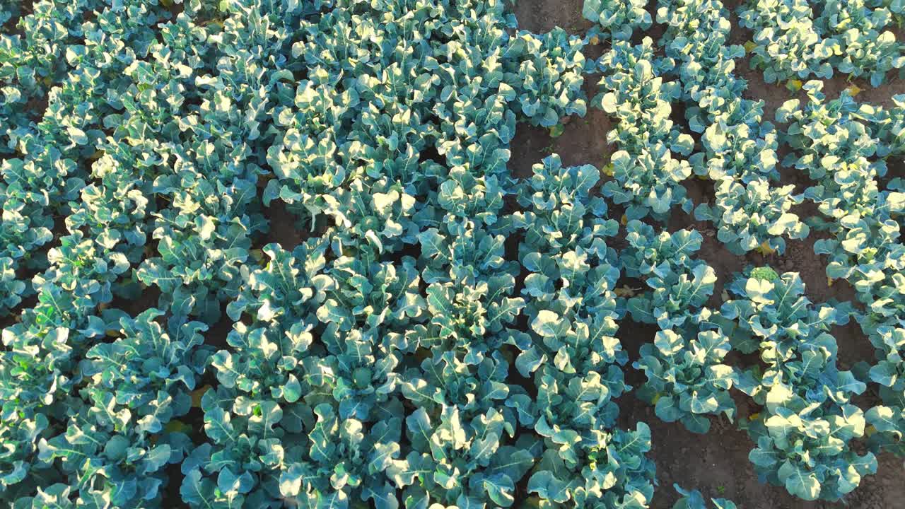 Aerial drone footage of agricultural crops of cabbage and broccoli. Rows of vegetable's in a farmers field. High brassica yields, cabbage, cauliflower, broccoli, Brussels sprout, kale