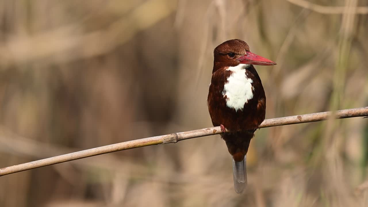 White throated kingfisher perches on branch showing alert posture sharp vision focused gaze and hunting readiness