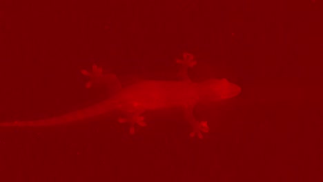 still shot of a silhouette of a gecko on a red background