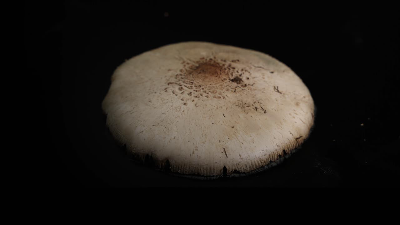Detailed examination of mushroom spore release and collection using precise tools in a controlled environment with dark background