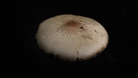 detailed examination of mushroom spore release and collection using precise tools in a controlled environment with dark background