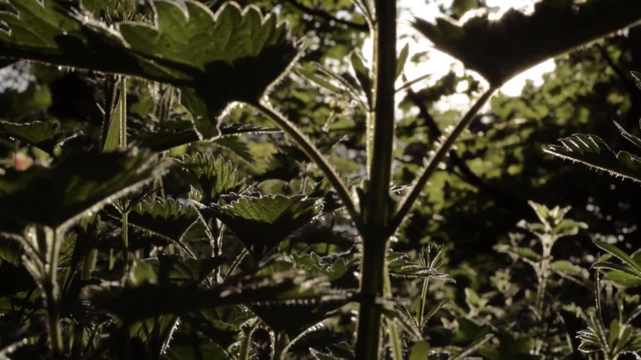 Stinging nettles growing wild in woodland in sunshine close up tilting shot