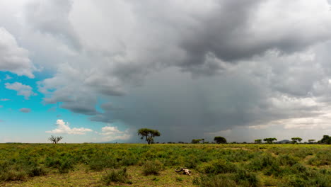 timelapse of serengeti landscape with a wildebeest scull in front