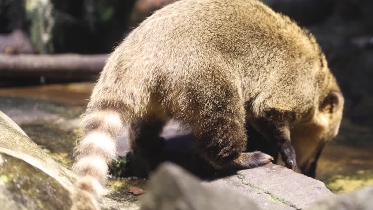 Un coati dal naso ad anello annusa ed esplora un terreno roccioso mentre cerca cibo in un ambiente esterno ben illuminato.