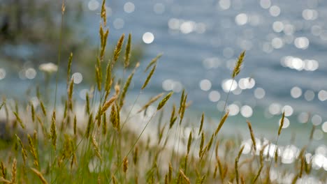 medium, slow motion shot of grass blowing in the wind, with the ocean twinkling in the background