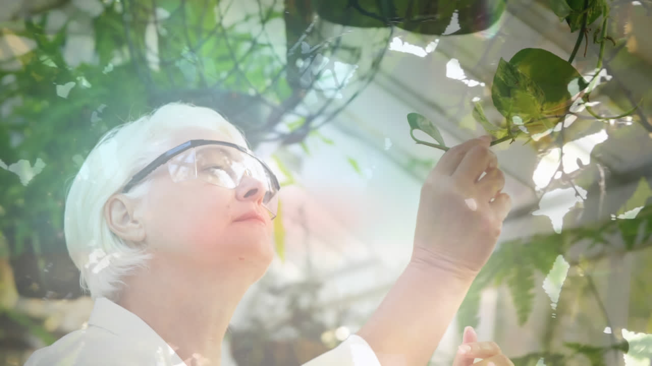 노인 여성 정원 가꾸기 위에 반이는 빛의 애니메이션