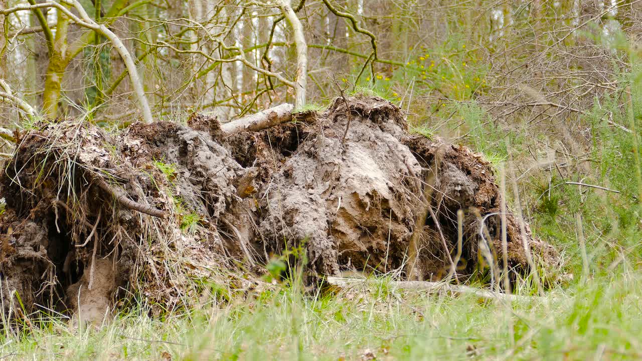 Uprooted big tree root fallen in a storm at a forest, static ground level shot