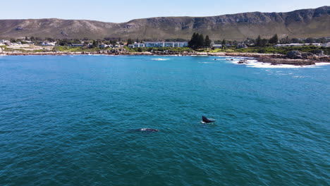 Wale-Tummeln-Sich-In-Den-Küstengewässern-Des-Malerischen-Hermanus,-Kapwalküste