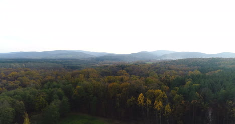 Volando-Sobre-El-Bosque-Forestal-Desde-Arriba-4