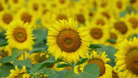 a flower in the front with a bee on it as they move with the wind, common sunflower helianthus annuus, thailand